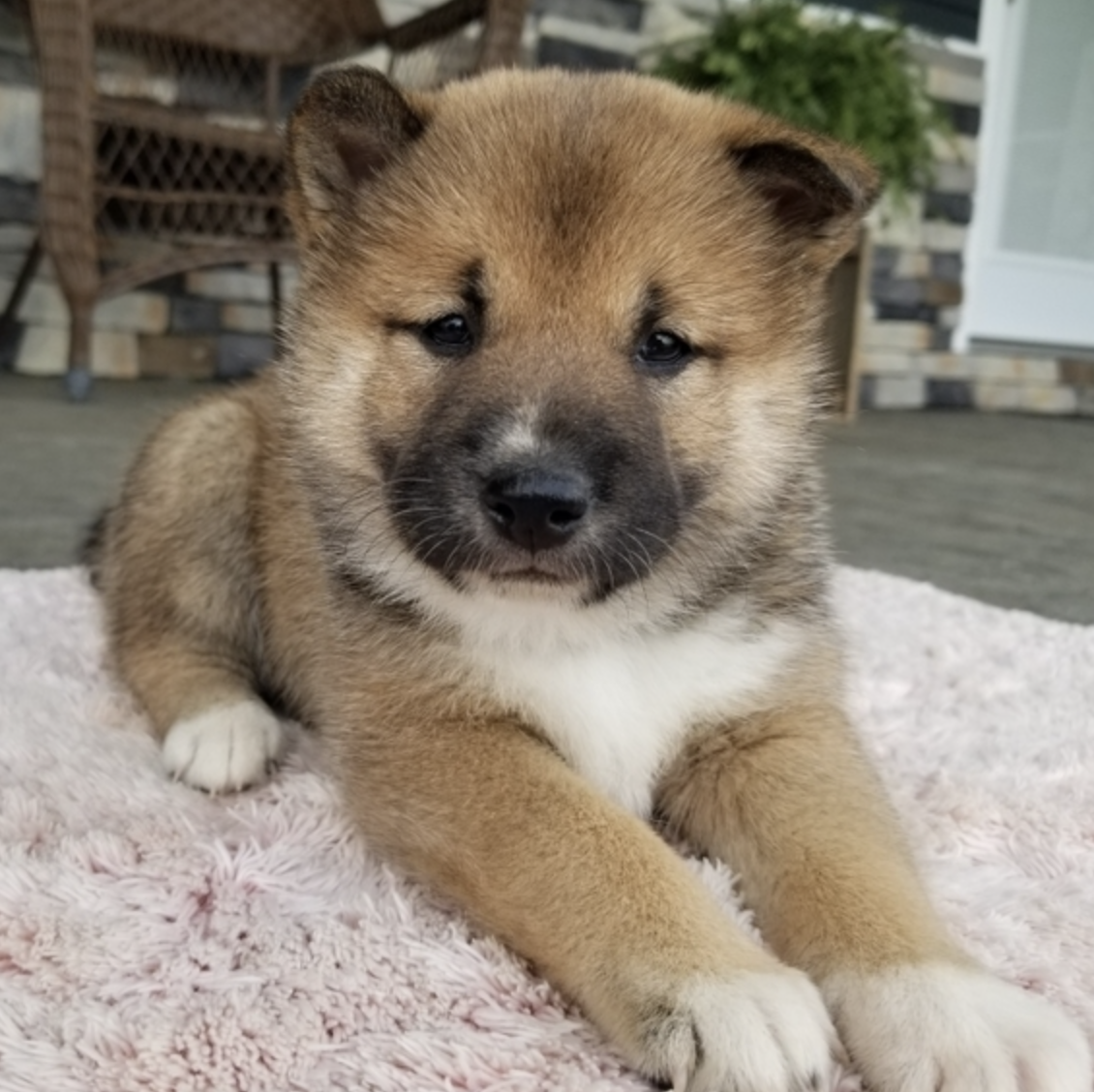 comprar cachorros sanos, baratos y asequibles para la venta